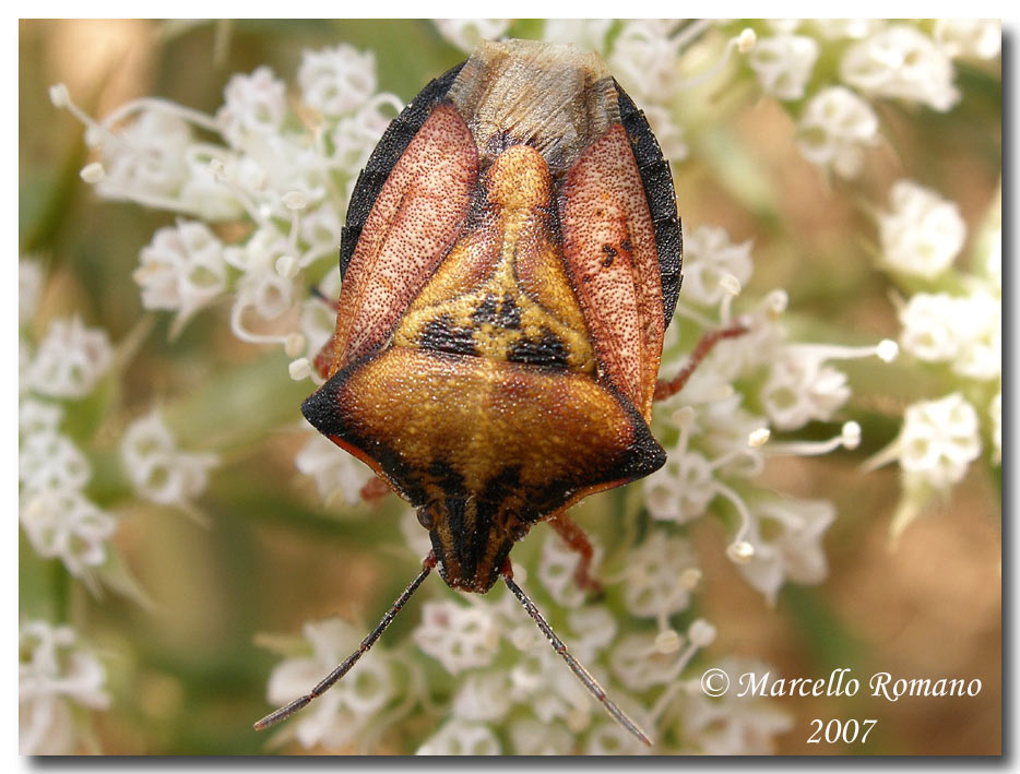 Un Carpocoris mediterraneus (?) melanico fra le dune